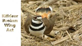 Famous Killdeer Broken Wing Act [upl. by Stovall]