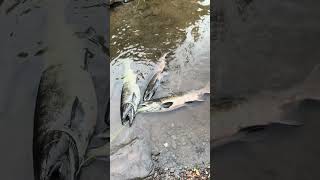 King salmon chinook Pulaski NY salmon river black hole [upl. by Nugent]