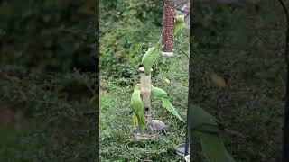 Ring necked parakeets sharing the bird feeder [upl. by Norok]