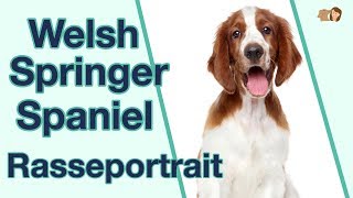 Welsh Springer Spaniel im Rasseportrait Weißt du alles über diese intelligente Hunderasse [upl. by Garey683]