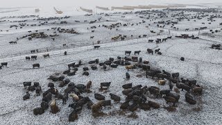 Building a Legacy in Cattle Feeding  Magnum Feedyard [upl. by Ashbey]