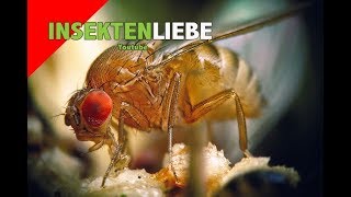 ❌Drosophila Zuchtansatz einfaches Rezept  Culturing Fruit Flies [upl. by Barnaba54]