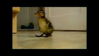 Cute Duckling Follows Man [upl. by Natehc]