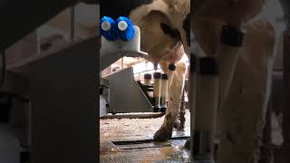 Robotic milking fullwood JOZ merlin M2 [upl. by Mel]