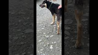 Alaskan Sled Dog Tour  Iditarod Race in Alaska  shorts [upl. by Ultun866]