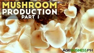 Mushroom production in the Philippines  Mushroom production Part 1 Agribusiness [upl. by Rider720]