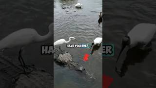 Interesting cooperation between crocodiles and fishing birds [upl. by Madden615]