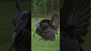 Classic Florida Osceola Turkey [upl. by Jesse]