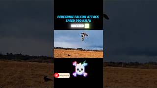 Golden eagle vs peregrine falcon trending peregrinefalcon goldeneagle animals youtubeshorts [upl. by Christis]