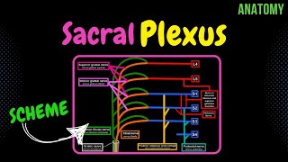 Sacral Plexus Scheme  QUIZ  Anatomy [upl. by Faydra]