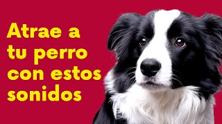 Atrae a tu perro con estos sonidos [upl. by Initof4]