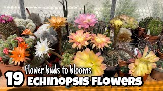 Echinopsis cactus plants from flower buds to blooms  19 colorful big flowers  new colours 2022 [upl. by Eirrotal]