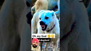 doglover dogs bigcats greenscreen trendingshorts rottweiler pitbull youtubeshorts trending [upl. by Damon]