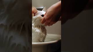 White Cats Relaxing Bath  Clean and Cute Moment 🐱💦 [upl. by Enelyk]