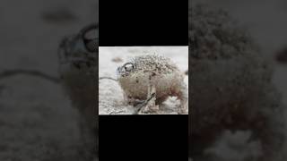 Types of Frogs  Desert Rain Frog pt8 [upl. by Annairdua]