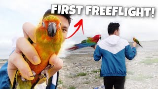 FIRST FREEFLIGHT NI SPIKE WITH PHOENIX SUN CONURE amp GREENWING MACAW [upl. by Giglio]