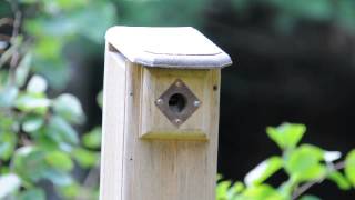 Two Chickadees Leaving the Nest [upl. by Wolfgang219]