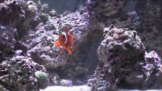 Maroon Clown Premnas biaculeatus  AquariumDomaincom [upl. by Arateehc]