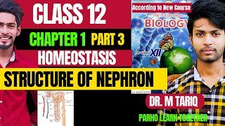 Class 12 chapter 1 Homeostasis  Structure of nephron new Biology book Sindh board part 3 [upl. by Base]