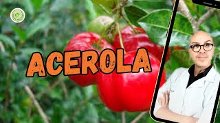 ACEROLA ajuda EMAGRECER fonte Vit A B C E FERRO CÁLCIO FÓSFORO trata VARIZES e ANEMIA [upl. by Adekahs]