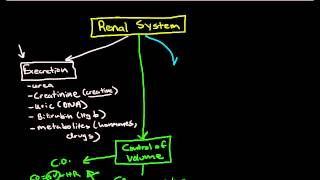 Physiology of the Renal System Introduction [upl. by Chun137]