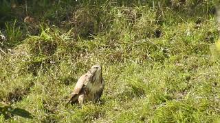 Buteo buteo  Ratonero común  Common buzzard [upl. by Ayam]