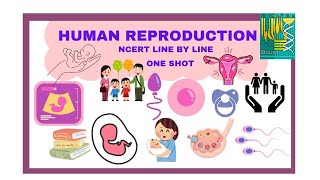 HUMAN REPRODUCTION l NCERT LINE BY LINE l ONE SHOT l NEET QUICK REVISION SERIES l [upl. by Aneetsirk130]