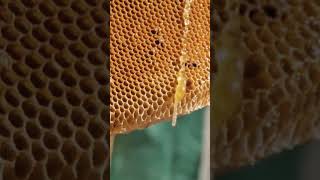 Honey Delivered At The Door beeslife honeycomb rawhoney [upl. by Netsew]