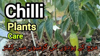 chilli plants care in summer chilliplants care insummer kitchengardening rooftopgarden plants [upl. by Rahmann391]