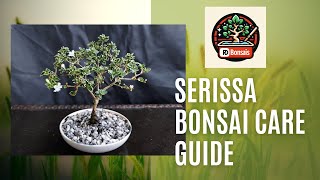 Serissa Bonsai Top 3 tips bonsai plants garden gardening how howto [upl. by Annelg]