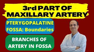 3rd PART OF MAXILLARY ARTERY  Pterygopalatine Fossa [upl. by Uda]