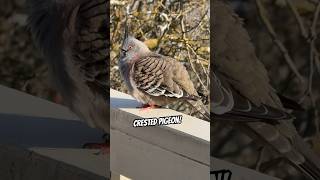 Crested Pigeon Birdcall Sound  So Fascinating and Very Cool [upl. by Eicaj89]