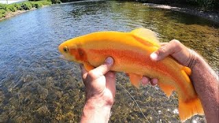 quotA POCONO PERDIGON DAYquot Nymphing the Brodhead Creek [upl. by Munford63]