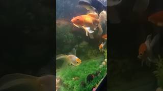 Fresh water aquarium freshwateraquarium waterfish fish music love [upl. by Dietsche]