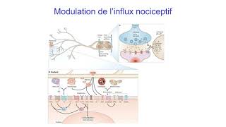 5 Modes daction des médicaments Lexemple des antalgiques [upl. by Leihcim]