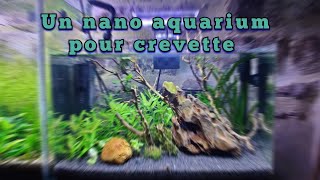 Des crevettes Blue Velvet dans lAquacave  oui elles sont bleues [upl. by Ail]