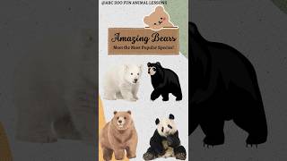 Cute Baby Pandas Playing and Learning  ABC ZOO Fun Animal Lessons [upl. by Yelwar]