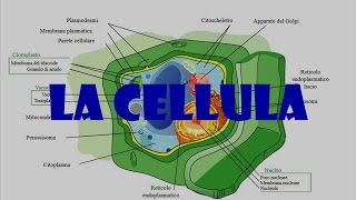 La cellula [upl. by Liman]