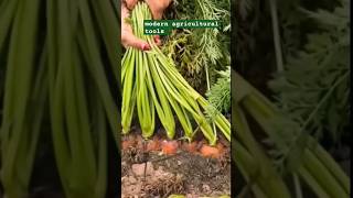 carrots 😍🥕🥕🥕☘️farming vegetables carrots viral short plants trending [upl. by Noryt]