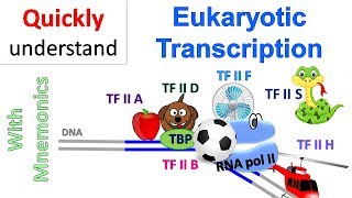 Eukaryotic Transcription [upl. by Davin]