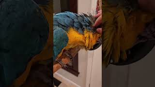 Macaw Pin Feather Removal shorts macaw parrot [upl. by Kowtko248]