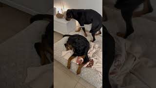 Rottweiler verwechselt Decke mit Hund youtubeshorts [upl. by Asilat]