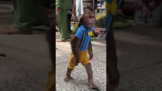 WOW  CUTIS guarantees safety for Goatscutis babymonkeycutis shortvideo [upl. by Amaryl]