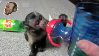 Capuchin Monkey Games [upl. by Englebert]