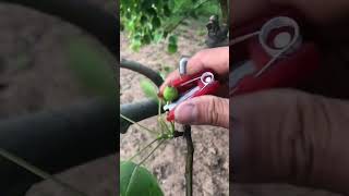 Portable fruit tree flower and fruit pruning tool Good tools can increase work efficiency [upl. by Brass]