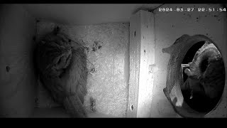 Screech owl nest update [upl. by Landon]