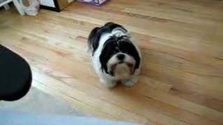 shih tzu whining [upl. by Ggerg]