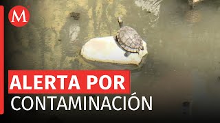 Ambientalistas intentan rescatar tortugas en río contaminado de Huejutla [upl. by Lash]