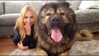 WOLF KILLER THE CAUCASIAN SHEPHERD OVCHARKA DOG [upl. by Neerol87]