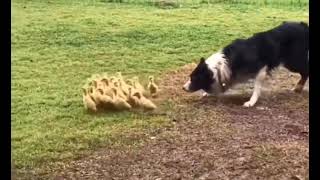 Border Collie got bored on a farm without a herd and started herding ducklings [upl. by Trici401]